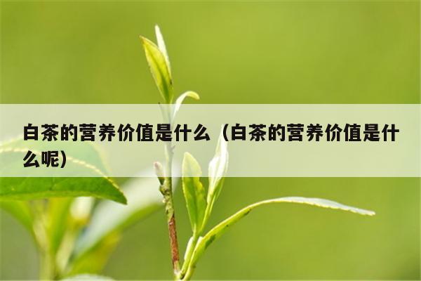 白茶的营养价值是什么（白茶的营养价值是什么呢）