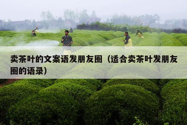 卖茶叶的文案语发朋友圈（适合卖茶叶发朋友圈的语录）