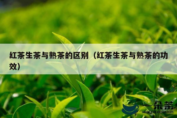 红茶生茶与熟茶的区别（红茶生茶与熟茶的功效）