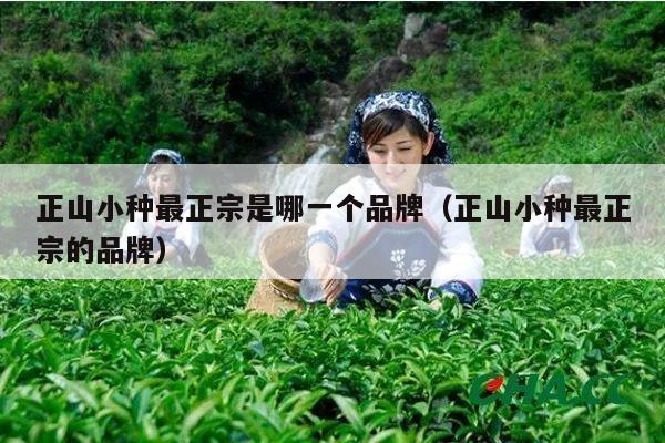 正山小种最正宗是哪一个品牌（正山小种最正宗的品牌）