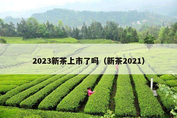 2023新茶上市了吗（新茶2021）