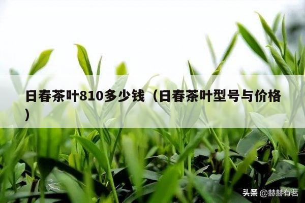 日春茶叶810多少钱（日春茶叶型号与价格）