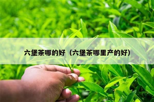 六堡茶哪的好（六堡茶哪里产的好）