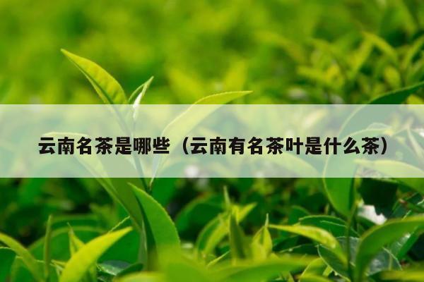 云南名茶是哪些（云南有名茶叶是什么茶）