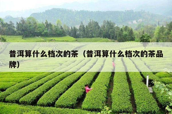 普洱算什么档次的茶（普洱算什么档次的茶品牌）