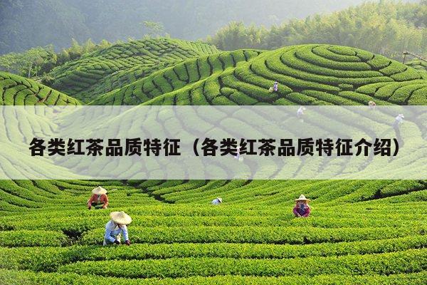 各类红茶品质特征（各类红茶品质特征介绍）