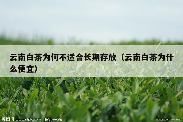 云南白茶为何不适合长期存放（云南白茶为什么便宜）