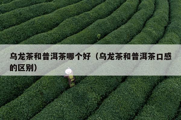 乌龙茶和普洱茶哪个好（乌龙茶和普洱茶口感的区别）