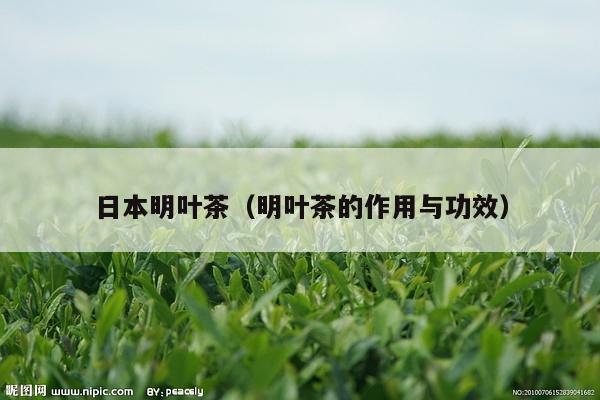 日本明叶茶（明叶茶的作用与功效）