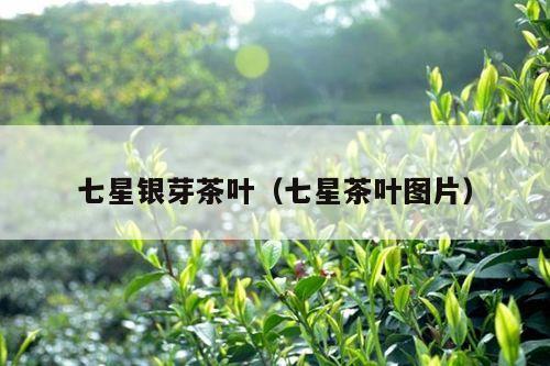 七星银芽茶叶（七星茶叶图片）