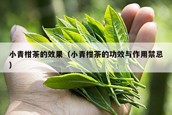 小青柑茶的效果（小青柑茶的功效与作用禁忌）