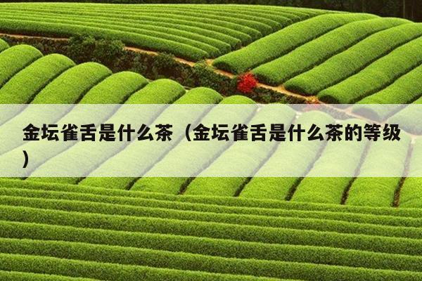 金坛雀舌是什么茶（金坛雀舌是什么茶的等级）