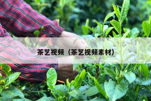 茶艺视频（茶艺视频素材）