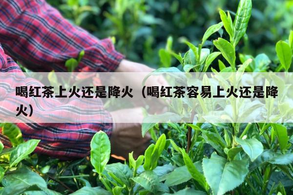 喝红茶上火还是降火（喝红茶容易上火还是降火）