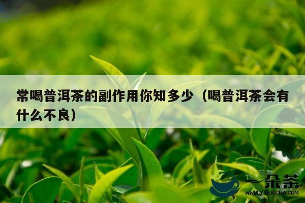 常喝普洱茶的副作用你知多少（喝普洱茶会有什么不良）