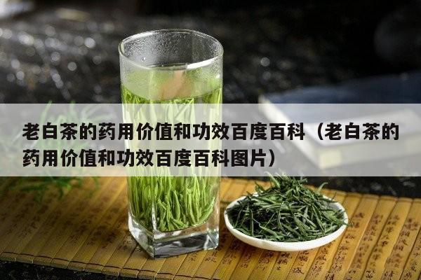 老白茶的药用价值和功效百度百科（老白茶的药用价值和功效百度百科图片）