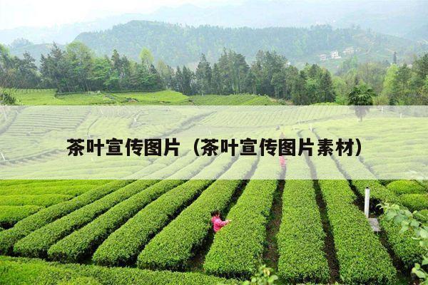 茶叶宣传图片（茶叶宣传图片素材）