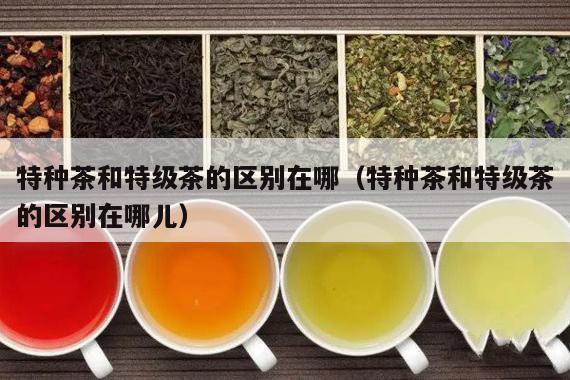 特种茶和特级茶的区别在哪（特种茶和特级茶的区别在哪儿）