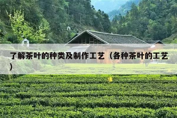 了解茶叶的种类及制作工艺（各种茶叶的工艺）