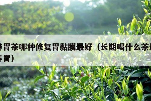 养胃茶哪种修复胃黏膜最好（长期喝什么茶最养胃）