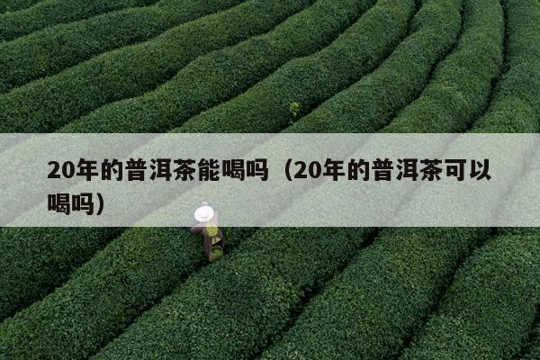 20年的普洱茶能喝吗（20年的普洱茶可以喝吗）