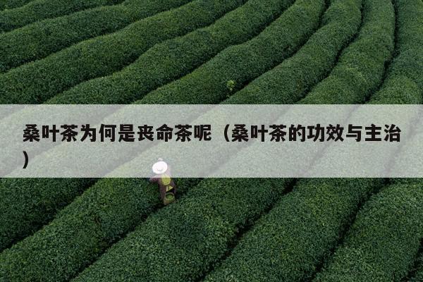 桑叶茶为何是丧命茶呢（桑叶茶的功效与主治）