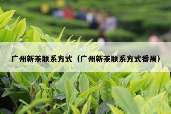 广州新茶联系方式（广州新茶联系方式番禺）