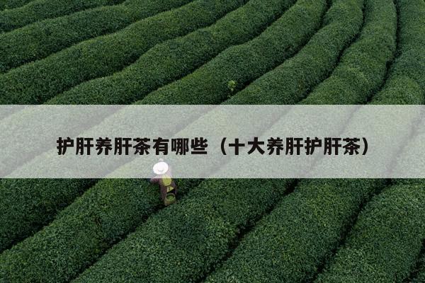 护肝养肝茶有哪些（十大养肝护肝茶）