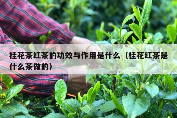 桂花茶红茶的功效与作用是什么（桂花红茶是什么茶做的）