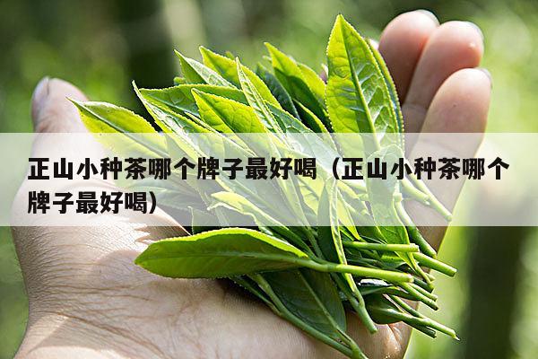 正山小种茶哪个牌子最好喝（正山小种茶哪个牌子最好喝）