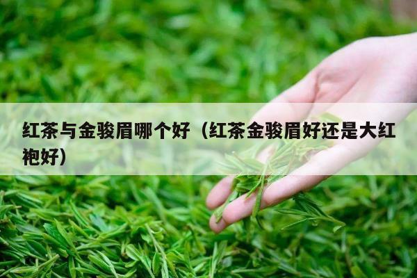 红茶与金骏眉哪个好（红茶金骏眉好还是大红袍好）