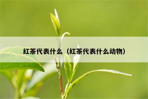 红茶代表什么（红茶代表什么动物）