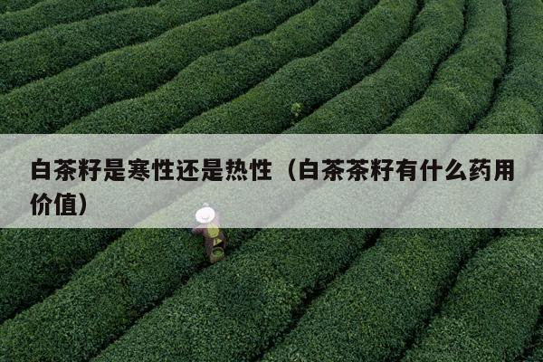 白茶籽是寒性还是热性（白茶茶籽有什么药用价值）