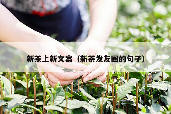 新茶上新文案（新茶发友圈的句子）