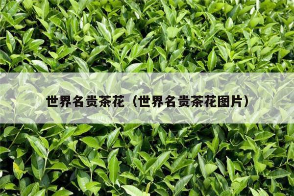 世界名贵茶花（世界名贵茶花图片）