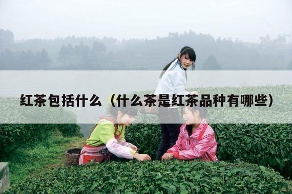 红茶包括什么（什么茶是红茶品种有哪些）