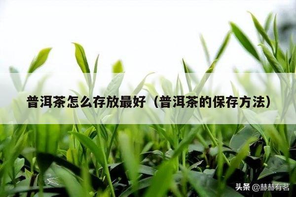 普洱茶怎么存放最好（普洱茶的保存方法）