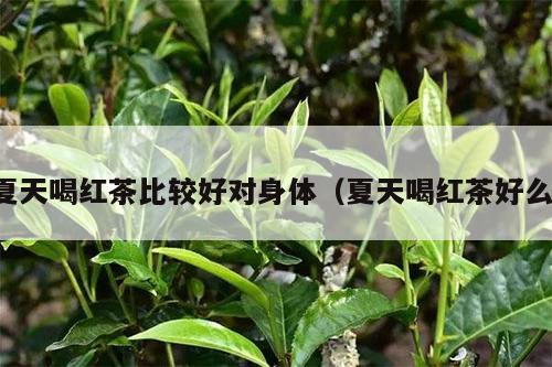 夏天喝红茶比较好对身体（夏天喝红茶好么）