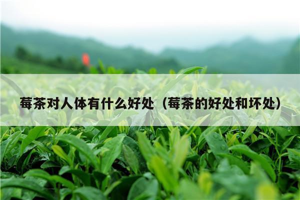 莓茶对人体有什么好处（莓茶的好处和坏处）