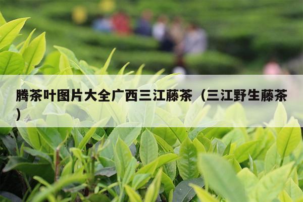 腾茶叶图片大全广西三江藤茶（三江野生藤茶）