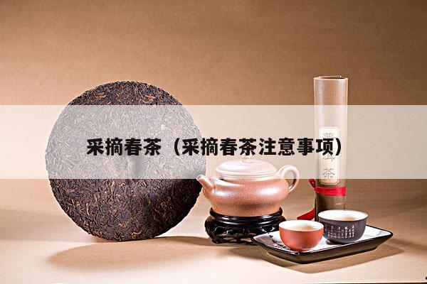 采摘春茶（采摘春茶注意事项）