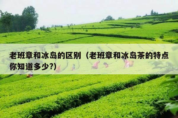 老班章和冰岛的区别（老班章和冰岛茶的特点你知道多少?）