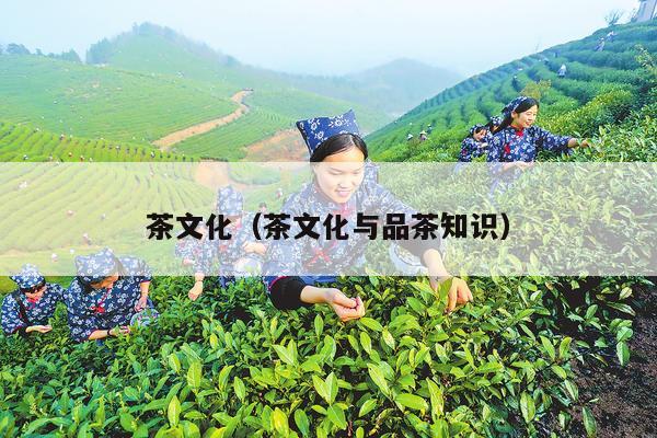 茶文化（茶文化与品茶知识）