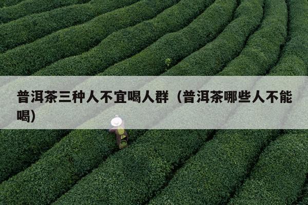 普洱茶三种人不宜喝人群（普洱茶哪些人不能喝）