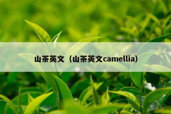 山茶英文（山茶英文camellia）