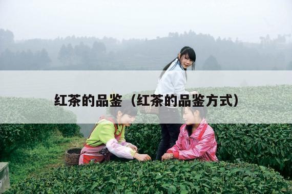 红茶的品鉴（红茶的品鉴方式）