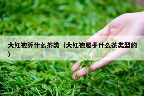 大红袍算什么茶类（大红袍属于什么茶类型的）