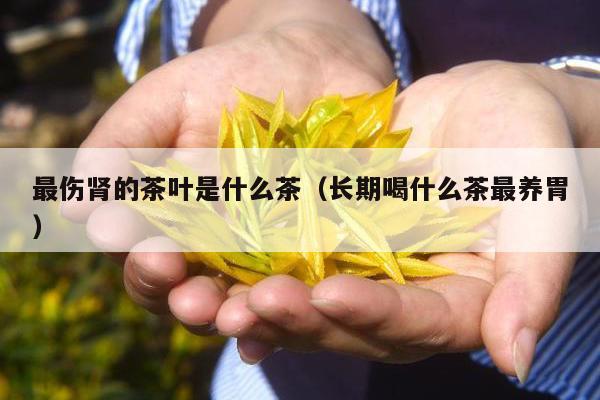 最伤肾的茶叶是什么茶（长期喝什么茶最养胃）