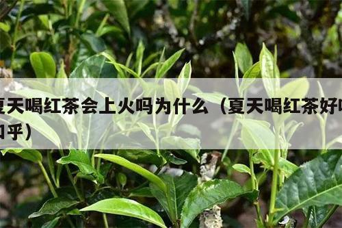 夏天喝红茶会上火吗为什么（夏天喝红茶好吗知乎）