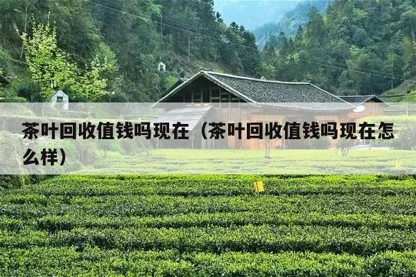 茶叶回收值钱吗现在（茶叶回收值钱吗现在怎么样）